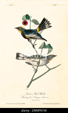 Old engraved illustration of Audubon’s wood-warbler (Setophaga auduboni). Created by J.J. Audubon: Birds of America, Philadelphia, 1840. Stock Photo