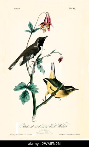 Old engraved illustration of Black-throated blue wood-warbler (Setophaga caerulescens). Created by J.J. Audubon: Birds of America, Philadelphia, 1840. Stock Photo