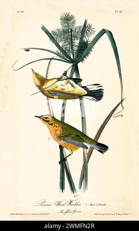 Old engraved illustration of Prairie wood-warbler (Setophaga discolor). Created by J.J. Audubon: Birds of America, Philadelphia, 1840. Stock Photo