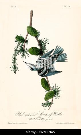 Old engraved illustration of Black and white creeping warbler (Mniotilta varias). Created by J.J. Audubon: Birds of America, Philadelphia, 1840. Stock Photo