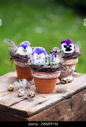 Still life of blue, white, purple garden pansy flowers in vintage old terracotta pots decorated with quail eggs and feathers. Floristic concept. Stock Photo