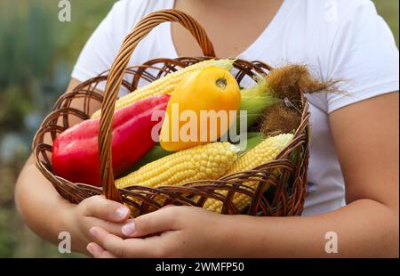 Farmer girl holding wooden basket full of fresh raw vegetables. (corn,tomato, pepper) in the hands. Agribusiness modern. Concept of biological, bio pr Stock Photo