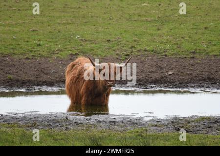 Highland cattle in a pool of water on the isle of Islay, Scotland Stock Photo