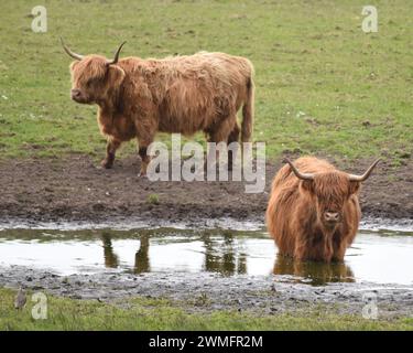 Highland cattle in a pool of water on the isle of Islay, Scotland Stock Photo