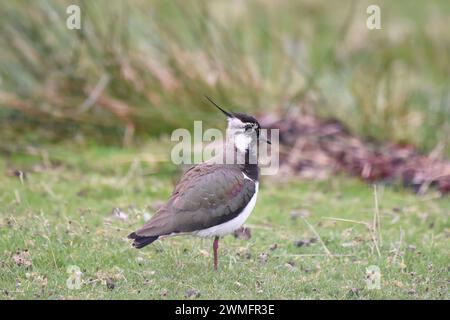 Northern Lapwing (Vanellus vanellus) resting in a field Stock Photo