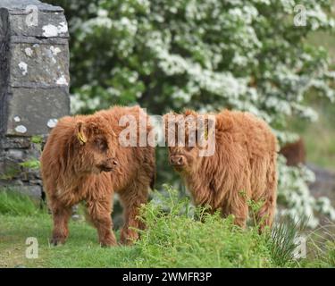 Two Highland calves on a bridge Stock Photo