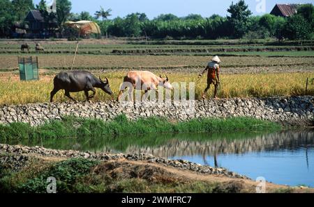 Domestic water buffalo in rice field in Tana Toraja, Sulawesi or Celebes, Indonesia. Stock Photo