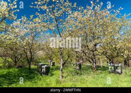 Beehives in cherry blossom in a cherry orchard Stock Photo