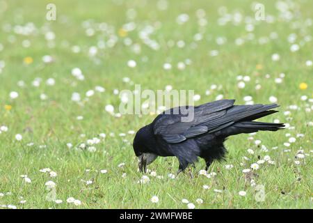 The rook (Corvus frugilegus)  is a large, black-feathered bird, distinguished from similar species by the whitish featherless area on the face Stock Photo