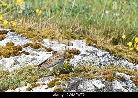 The Eurasian Skylark (Alauda arvensis) is a bird of open farmland and heath Stock Photo