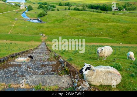 View from the dam of Selset Reservoir across meadows divided by small paths and tracks towards Grassholme Reservoir. Sheep graze on the green fields, Stock Photo