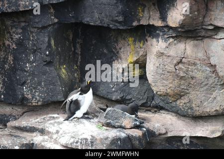 Razorbill (Alca torda) nesting on a cliff top Stock Photo