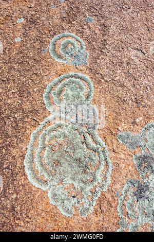 Geometrical patterns of lichen growing on Wattle Grove Rock, Wudinna, Eyre Peninsula, South Australia, SA, Australia Stock Photo