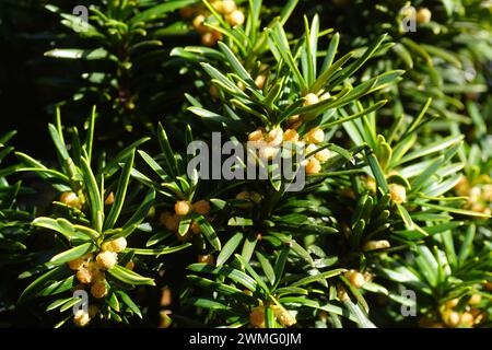 Foliage and flowers of an evergreen Irish Yew Tree (Taxus baccata 'Fastigiata') in a garden in the Dutch village of Bergen. Netherlands, Late winter, Stock Photo