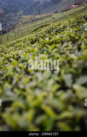 Cutlivated hillsides full of tea leaves on a plantation, Rwanda Stock Photo