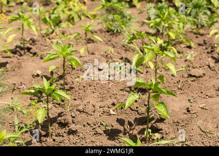 Young peanut plants in the garden Stock Photo