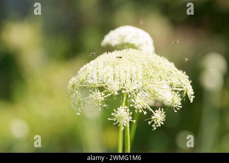 Blooming Amm? umbels in the garden, close-up Stock Photo