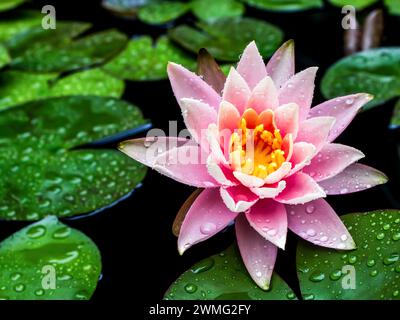 A flower of a pink waterlily in a small pond, covered in water droplets, after a quick rain shower. Stock Photo