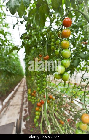Tomatoes on a vine in a greenhouse Stock Photo