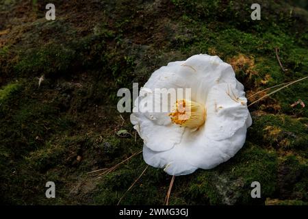 camellia blossom lying on a mossy stone Kamelienbluete (Camellia) liegt auf einem bemoosten Stein. Stock Photo