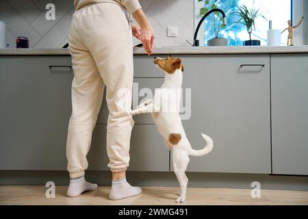 A small dog is eagerly begging for food, standing on its hind legs in a modern kitchen, while a person stands nearby. Stock Photo
