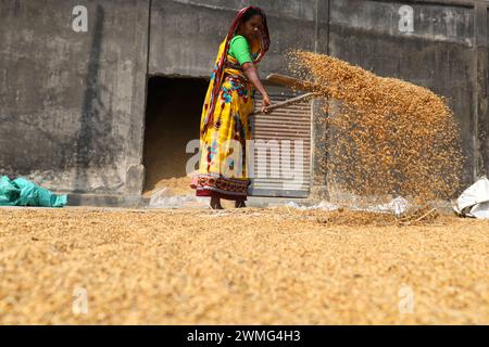 Dhamrai, Dhaka, Bangladesh. 26th Feb, 2024. Workers are drying rice grains in a rice mill in Dhamrai, Dhaka. These rice grains are boiled and dried on the floor of the mill in the sun for three to four days. Workers brush with large wooden brushes to dry each grain evenly. (Credit Image: © Syed Mahabubul Kader/ZUMA Press Wire) EDITORIAL USAGE ONLY! Not for Commercial USAGE! Credit: ZUMA Press, Inc./Ģ����ý Live News Stock Photo