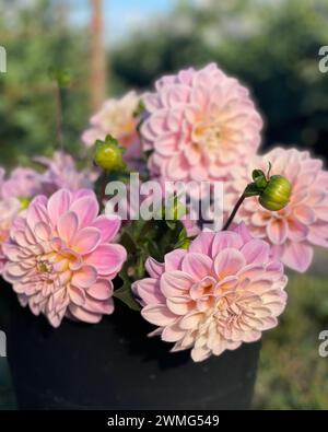 Bucket of purple dahlia blooms Stock Photo