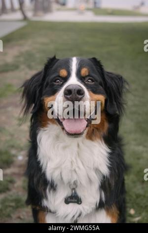 Bernese Mountain dog portrait at park Stock Photo