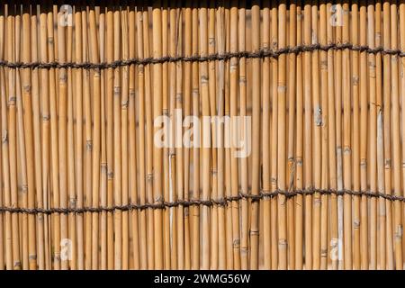 Yellow Bamboo canes stockade as background Stock Photo