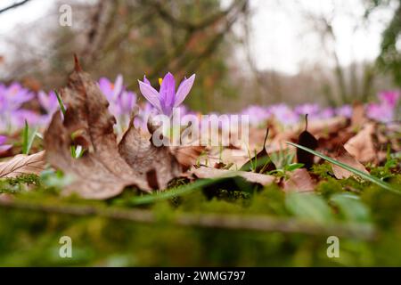 The Crocus flowers blooming under a layer of dry leaves. Park Solacki, Poznan, Poland Stock Photo