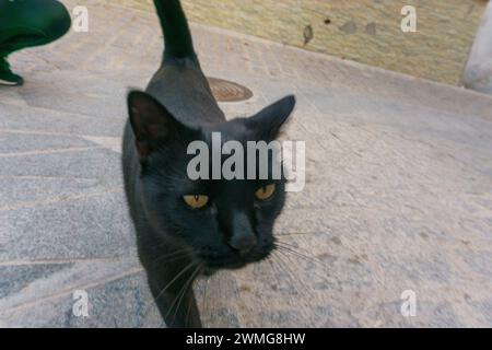 black stray cat walking on the street Stock Photo