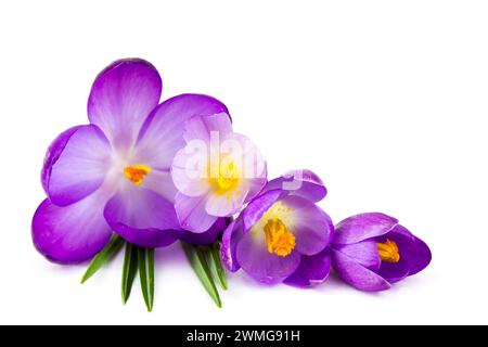 crocus flowers -  one of spring flowers on white background Stock Photo