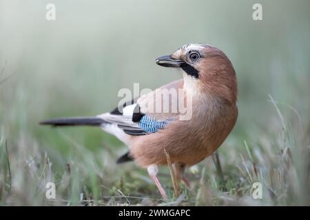 Bird Eurasian Jay Garrulus glandarius sitting on the meadow Poland, Europe Stock Photo