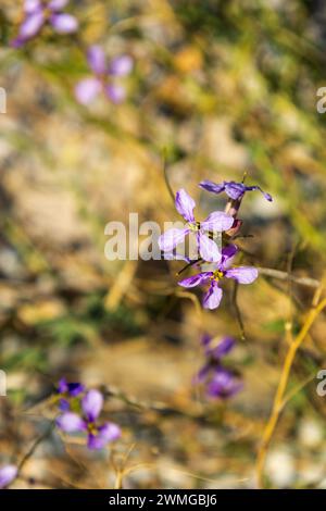 Moricandia arvensis, Purple Mistress Flower Stock Photo