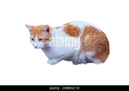 Beautiful cat isolated on white background Stock Photo