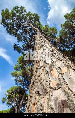 Upward view of a towering stone pines trunk and canopy Stock Photo