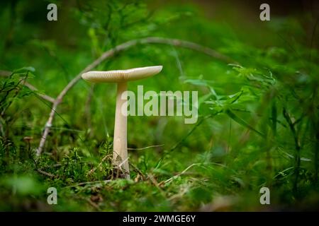 A Mushroom in the Forest Stock Photo