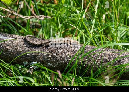 A common lizard is taking a sunbath Stock Photo