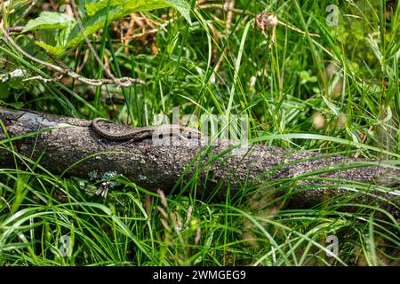 A common lizard is taking a sunbath Stock Photo