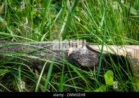 A common lizard is taking a sunbath Stock Photo