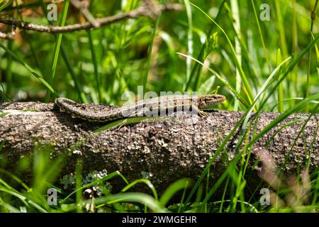 A common lizard is taking a sunbath Stock Photo