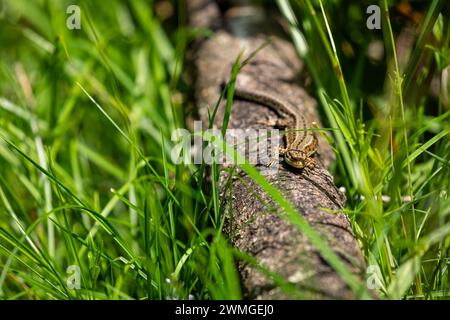 A common lizard is taking a sunbath Stock Photo