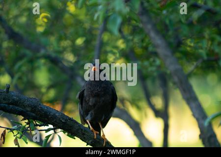 A blackbird with orange beak standing on a tree branch Stock Photo