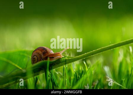 Beautiful lovely snail in grass with morning dew, macro, soft focus. Grass and clover leaves in droplets of water in spring summer nature. Amazingly c Stock Photo