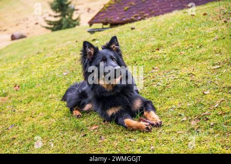 Portrait of black young dog (7 months old), very smart guard dog lies on meadow with cone. He observes and waits for command. Bohemian shepherd, Czech Stock Photo