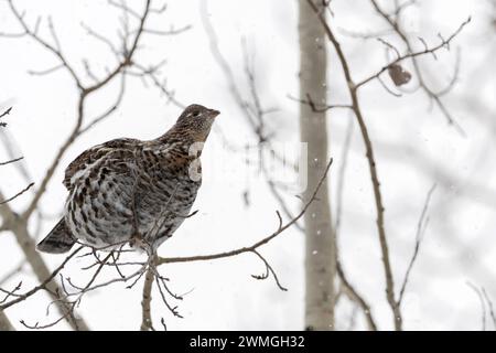 Ruffed Grouse ( Bonasa umbellus ) in winter, perched in a tree, sitting on a thin branch, searching for food, during light snowfall, Wyoming, USA. Stock Photo