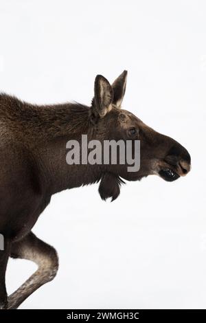 Moose  ( Alces alces ), young bull, walking through snow, detailed close up, headshot, Grand Teton NP, USA. Stock Photo