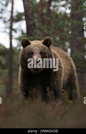 Eurasian Brown Bear ( Ursus arctos ) at the edge of a pine forest, dangerous encounter in the woods; frontal shot, eye contact, Europe. Stock Photo
