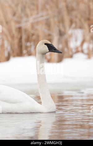 Trumpeter Swan ( Cygnus buccinator ) in winter, swimming along a snow covered bank of a river, Grand Teton NP, USA. Stock Photo