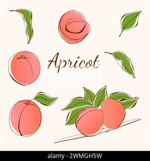 Set of colorful apricot.  Whole and half an apricot. Slice of apricot. Isolated on white background. Vector illustration. Fruits and leaves set. Digit Stock Photo